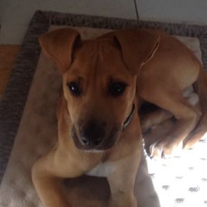 Meet your Posher, Rose